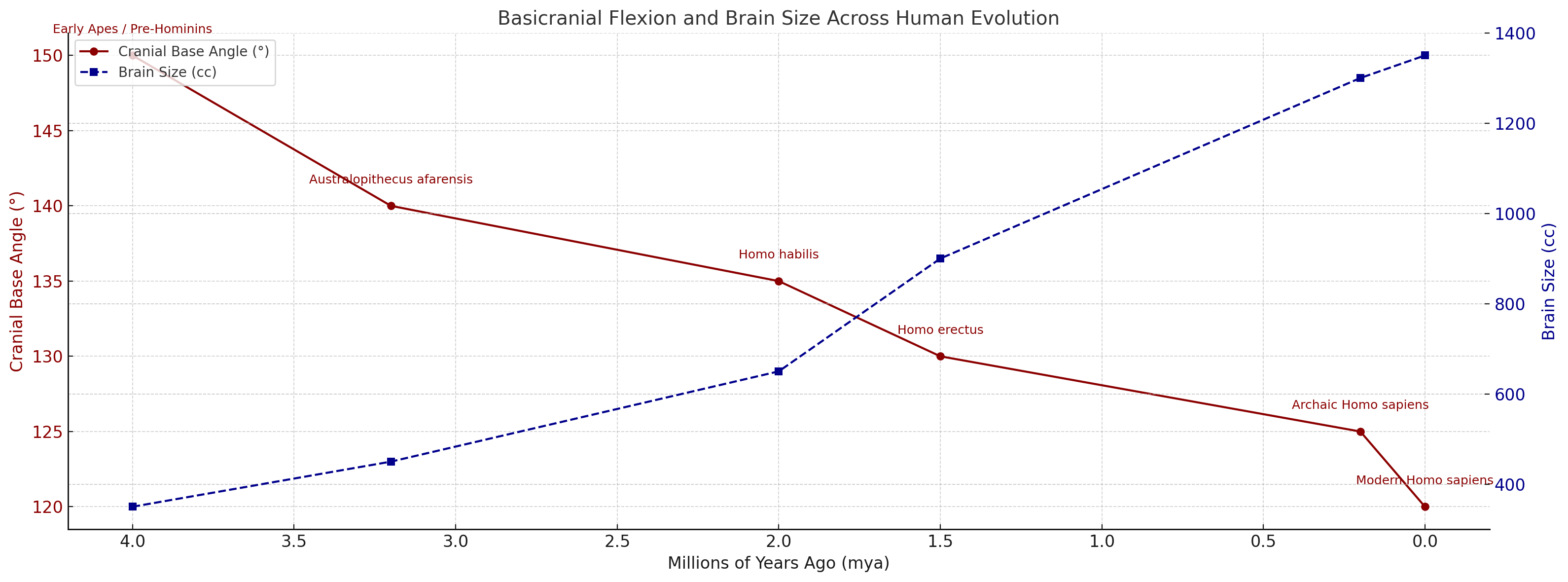How the human skull bent and the brain ballooned.