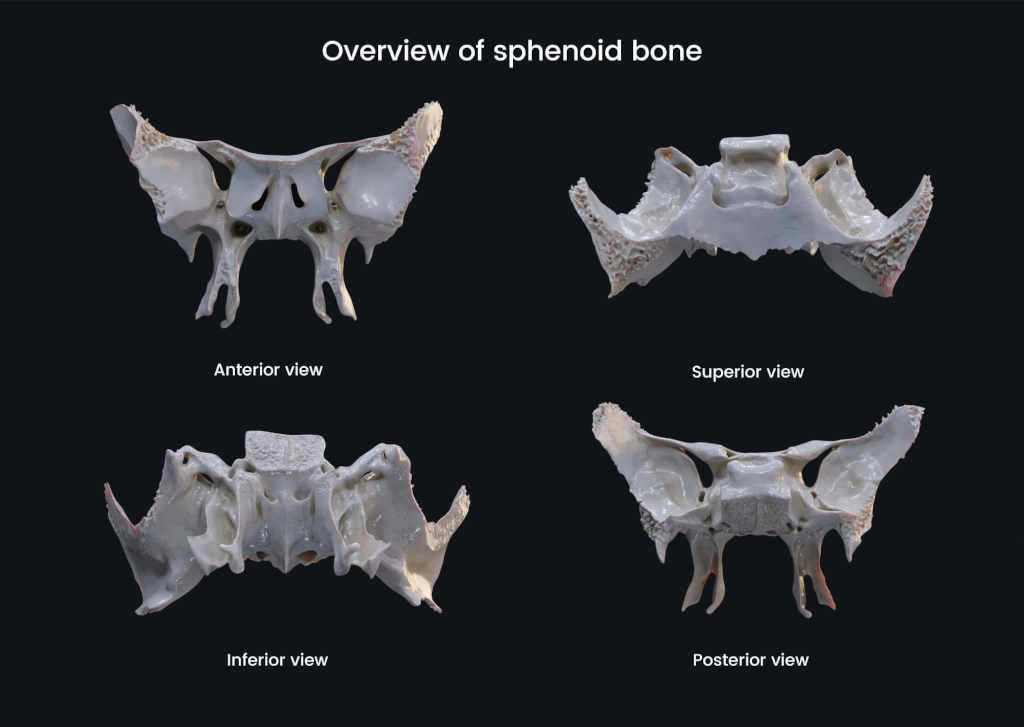 The sphenoid bone: small, strange, and secretly powerful.